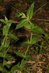 Scutellaria galericulata