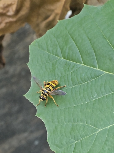 Virginia Giant Hover Fly