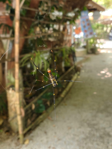 Giant Golden Orbweaver