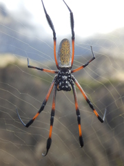 Trichonephila inaurata inaurata