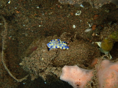 Hypselodoris confetti