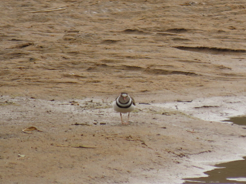iNaturalist image