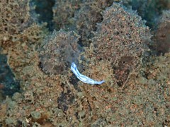 Hypselodoris zephyra