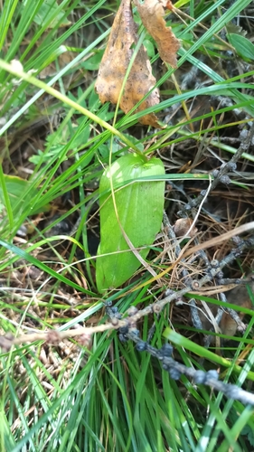 Malaxis monophyllos, photograph 3
