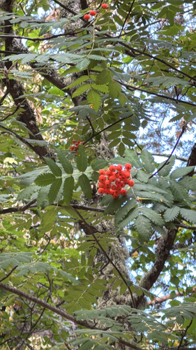 European mountain ash