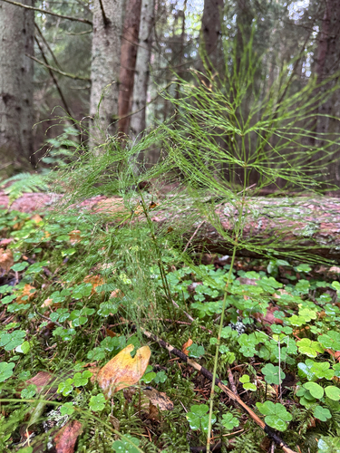 wood horsetail
