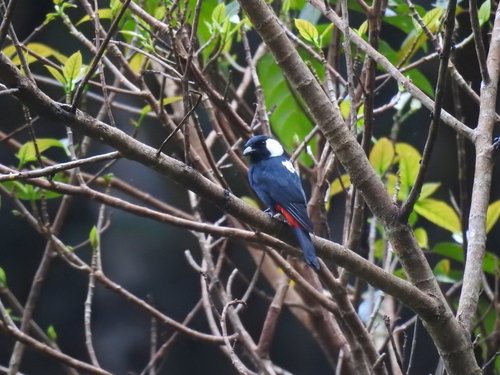 Peltops montanus observed 2026-08-16