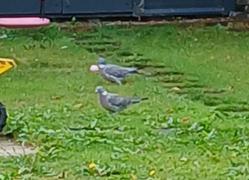 Common Wood-Pigeon