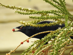 Eudynamys scolopaceus