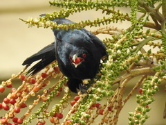 Eudynamys scolopaceus