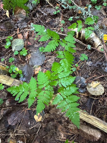 northern oak fern