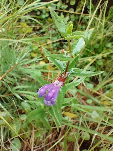 Marsh Skullcap