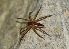 Dolomedes