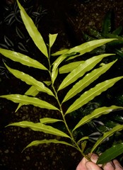 Xylopia