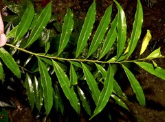 Xylopia
