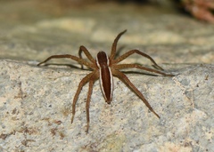 Dolomedes
