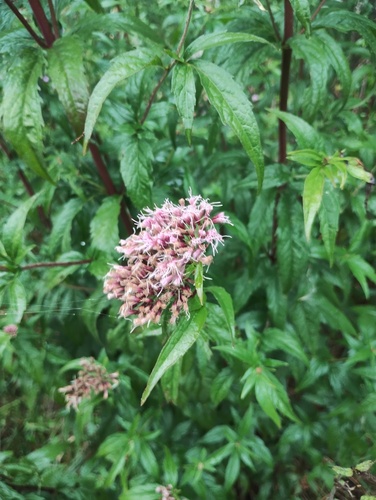 hemp agrimony