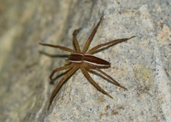 Dolomedes