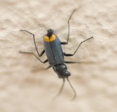 Clanoptilus elegans