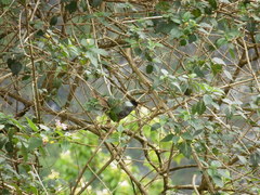 Hypsipetes borbonicus