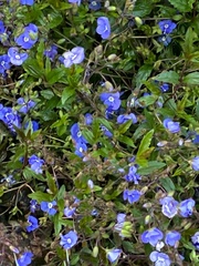 Veronica umbrosa