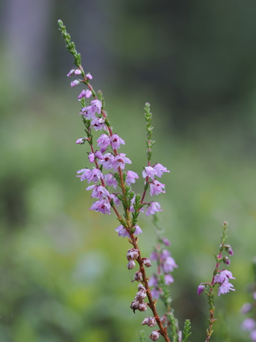 common heather