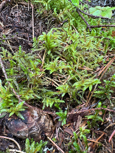 Red-stemmed Feather Moss