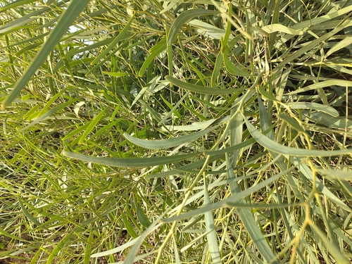 golden wreath wattle