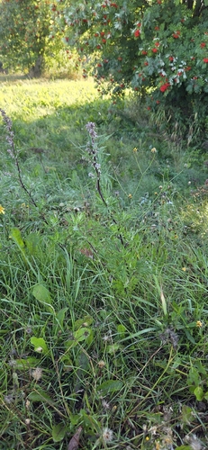 common mugwort