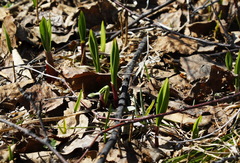 Allium ochotense