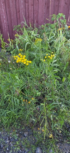 tansy