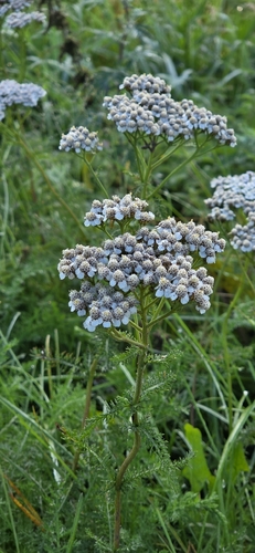 common yarrow