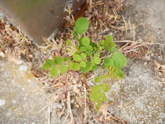 Robinia pseudoacacia