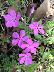 Phlox cuspidata