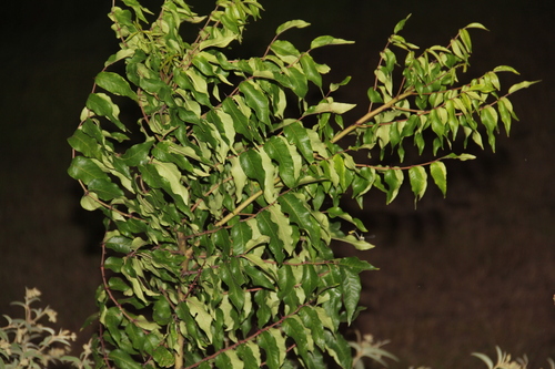 Zanthoxylum clava-herculis, photograph 6