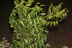 Zanthoxylum clava-herculis, photograph (c) Texas Bird Family, some rights reserved (CC BY)