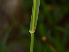Dactylis glomerata