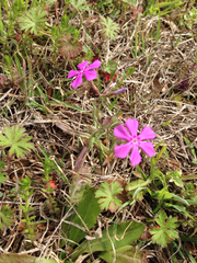 Phlox cuspidata
