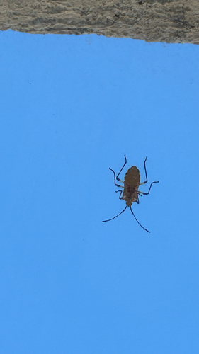 Plinachtus bicoloripes