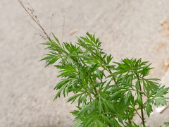 Artemisia vulgaris