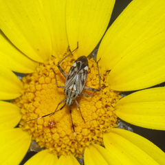 Closterotomus histrio