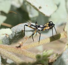 Poecilosphodrus gratiosus
