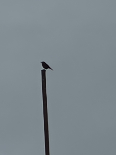 Olive Palm Tanager