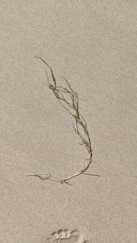 Ruppia cirrhosa observed 2026-08-30