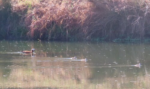 iNaturalist image