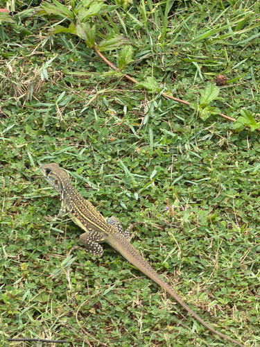 Common Butterfly Lizard