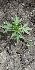 Cannabis sativa spontanea