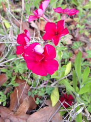 Phlox drummondii drummondii
