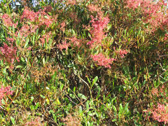 Rumex usambarensis