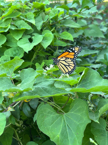 Monarch